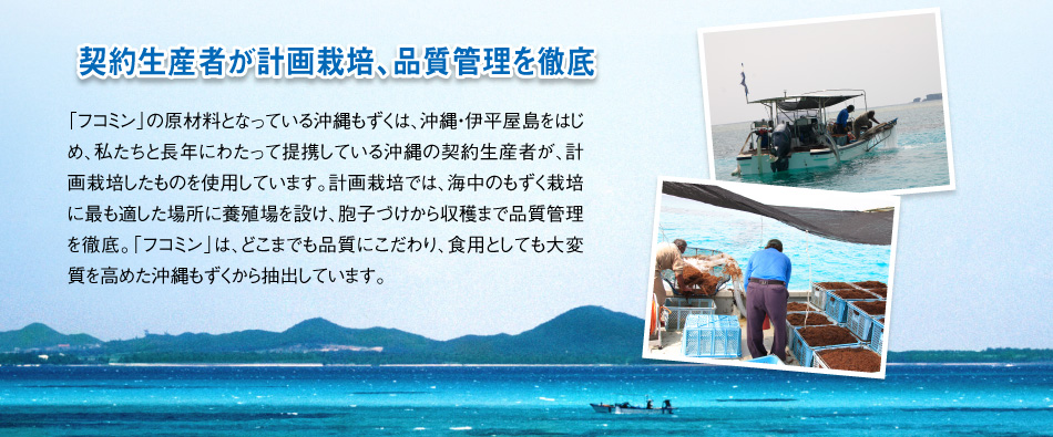 契約生産者が計画栽培、品質管理を徹底 「フコミン」の原材料となっている沖縄もずくは、沖縄・伊平屋島をはじめ、私たちと長年にわたって提携している沖縄の契約生産者が、計画栽培したものを使用しています。計画栽培では、海中のもずく栽培に最も適した場所に養殖場を設け、胞子づけから収穫まで品質管理を徹底。「フコミン」は、どこまでも品質にこだわり、食用としても大変質の高い沖縄もずくから抽出しています。